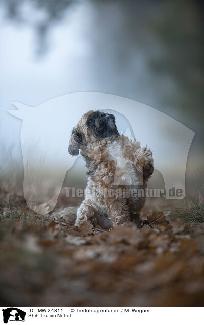 Shih Tzu im Nebel / Shih Tzu in the fog / MW-24811