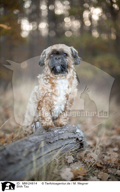 Shih Tzu / MW-24814