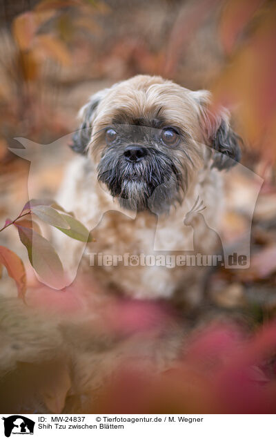 Shih Tzu zwischen Blttern / MW-24837