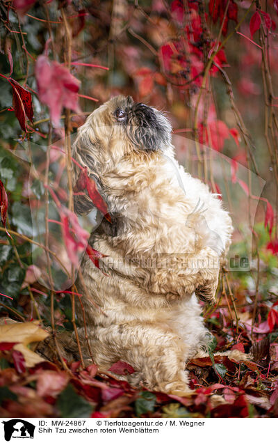 Shih Tzu zwischen roten Weinblttern / MW-24867