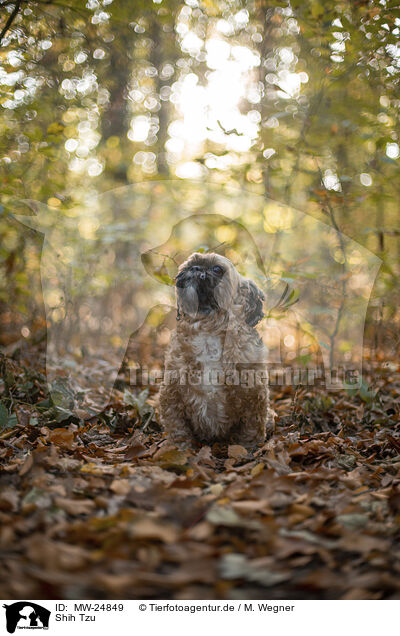 Shih Tzu / MW-24849