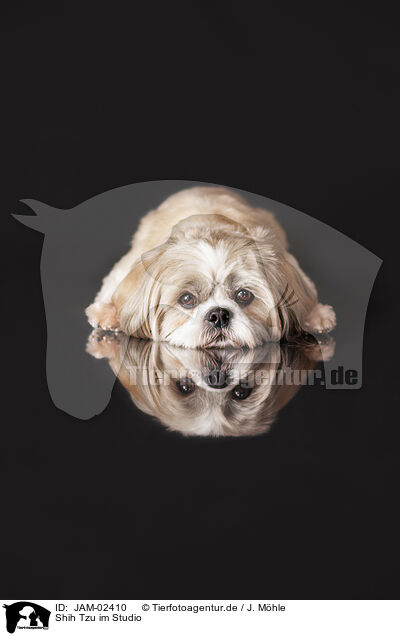 Shih Tzu im Studio / JAM-02410