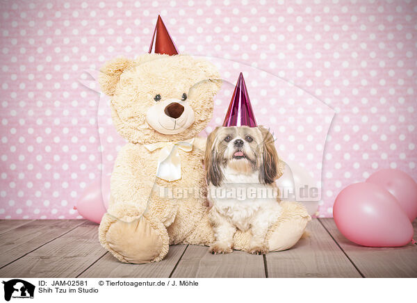 Shih Tzu im Studio / JAM-02581