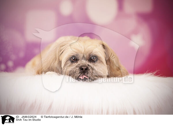 Shih Tzu im Studio / Shih Tzu in studio / JAM-02624
