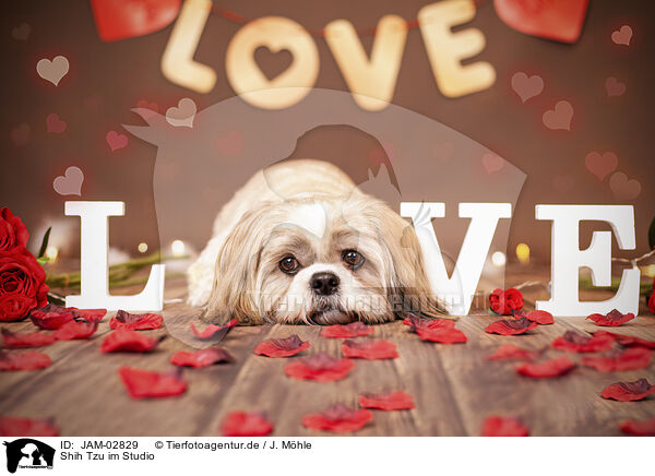 Shih Tzu im Studio / JAM-02829