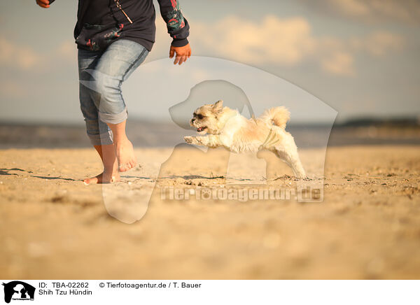 Shih Tzu Hndin / TBA-02262