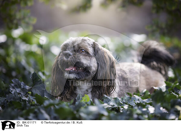 Shih Tzu / Shih Tzu / BK-01171