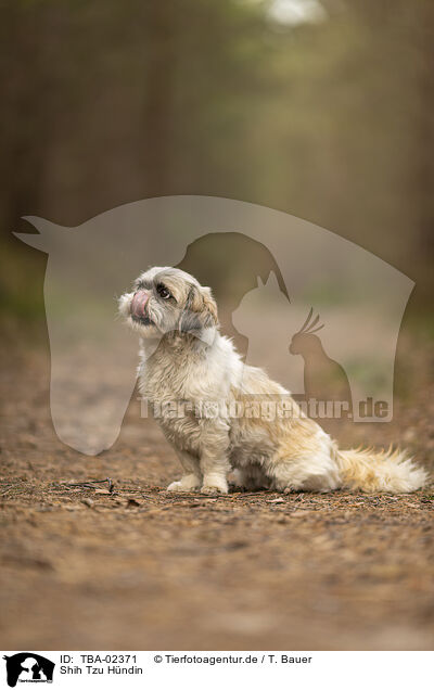 Shih Tzu H�ndin / female Shih Tzu / TBA-02371