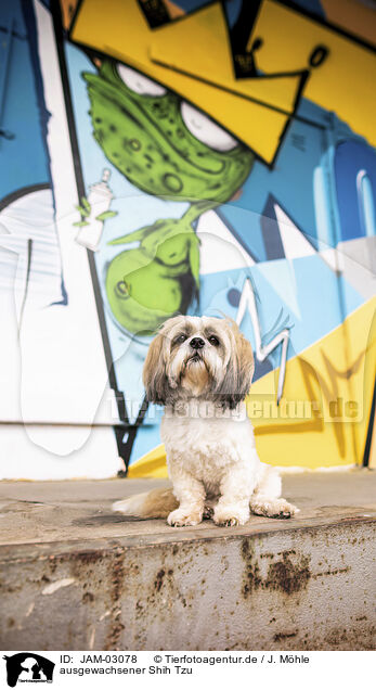 ausgewachsener Shih Tzu / JAM-03078