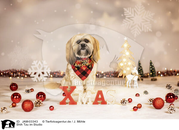 Shih Tzu im Studio / Shih Tzu in studio / JAM-03343