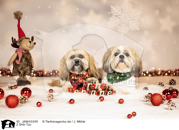 2 Shih Tzu / 2 Shih Tzu / JAM-03345