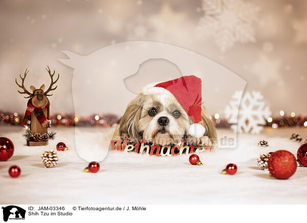 Shih Tzu im Studio / JAM-03346