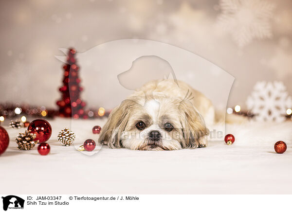 Shih Tzu im Studio / JAM-03347