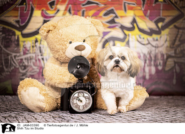 Shih Tzu im Studio / Shih Tzu in studio / JAM-03390