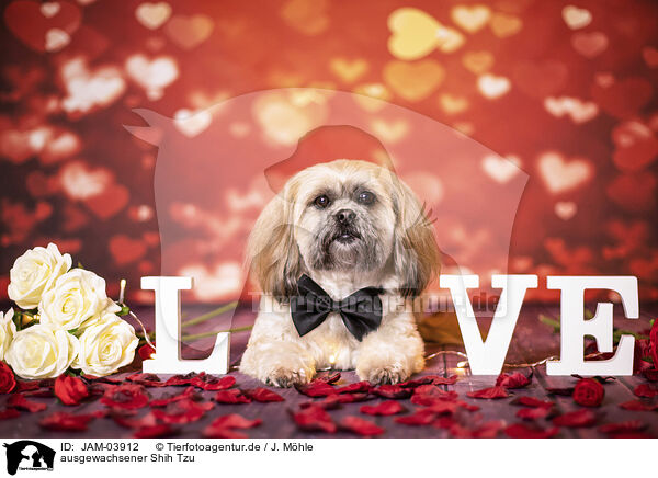 ausgewachsener Shih Tzu / adult Shih Tzu / JAM-03912