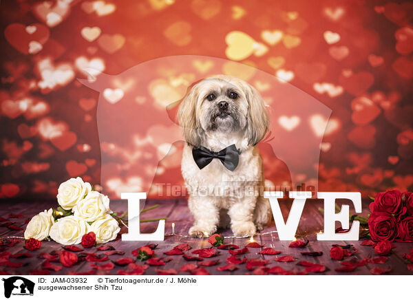 ausgewachsener Shih Tzu / adult Shih Tzu / JAM-03932