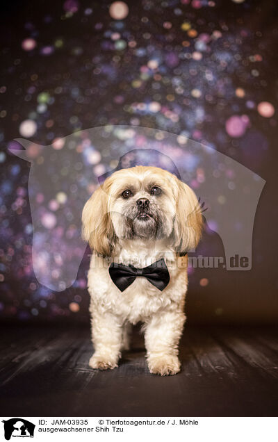 ausgewachsener Shih Tzu / JAM-03935