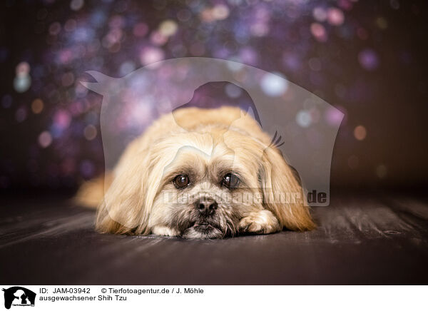 ausgewachsener Shih Tzu / adult Shih Tzu / JAM-03942