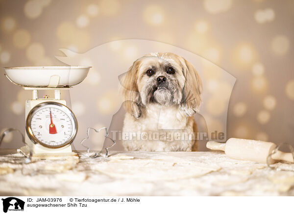 ausgewachsener Shih Tzu / adult Shih Tzu / JAM-03976