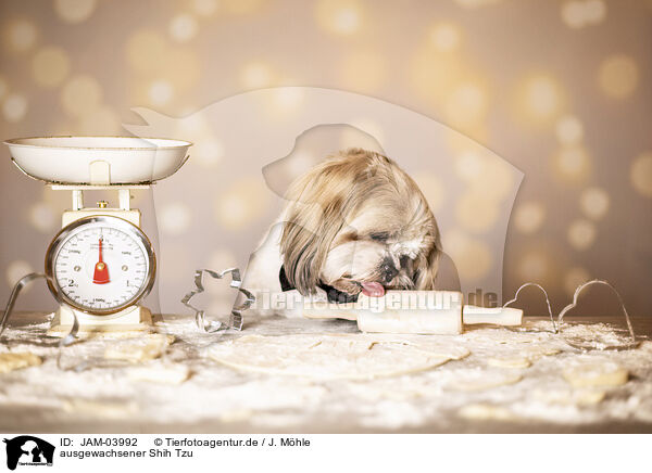 ausgewachsener Shih Tzu / JAM-03992
