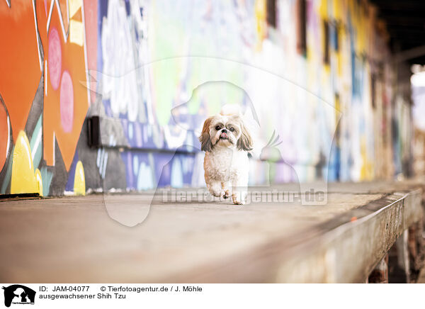 ausgewachsener Shih Tzu / JAM-04077