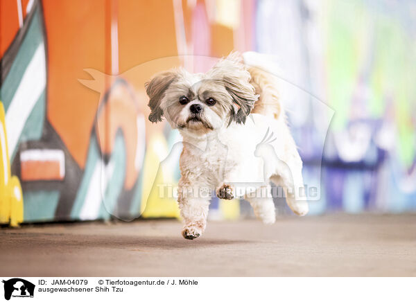 ausgewachsener Shih Tzu / JAM-04079
