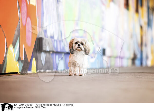ausgewachsener Shih Tzu / JAM-04080