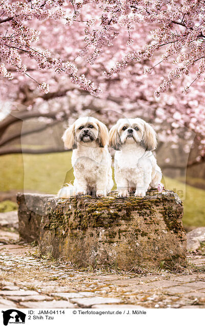 2 Shih Tzu / JAM-04114