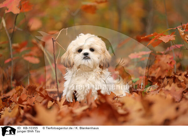 junger Shih Tzu / young Shih Tzu / KB-10355