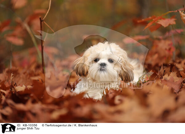 junger Shih Tzu / KB-10356