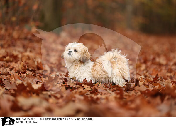 junger Shih Tzu / young Shih Tzu / KB-10364