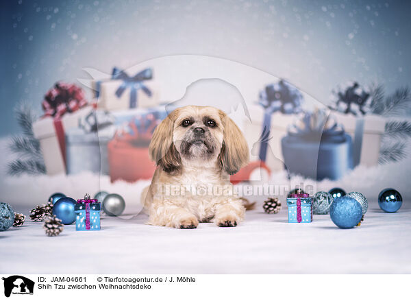 Shih Tzu zwischen Weihnachtsdeko / JAM-04661
