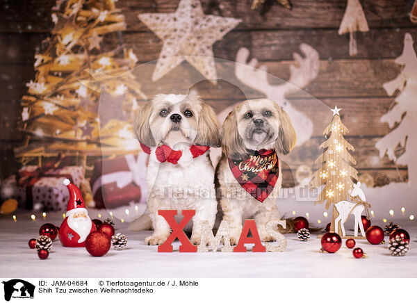 Shih Tzu zwischen Weihnachtsdeko / Shih Tzu between christmas decoration / JAM-04684