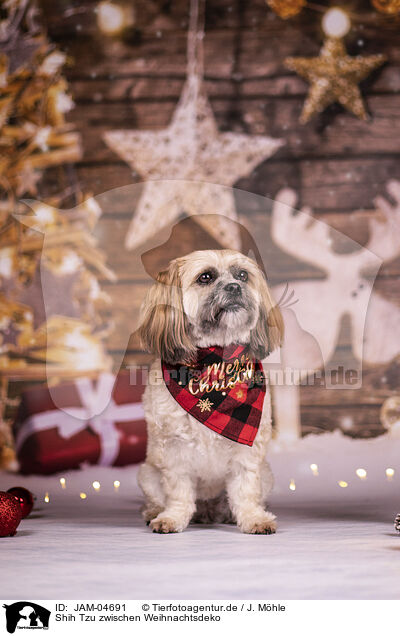 Shih Tzu zwischen Weihnachtsdeko / Shih Tzu between christmas decoration / JAM-04691