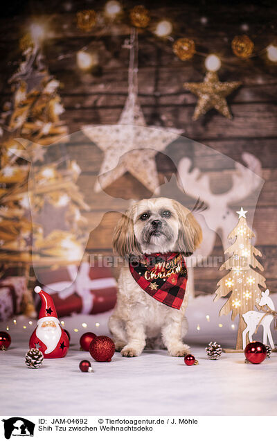 Shih Tzu zwischen Weihnachtsdeko / JAM-04692