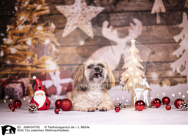 Shih Tzu zwischen Weihnachtsdeko / JAM-04700