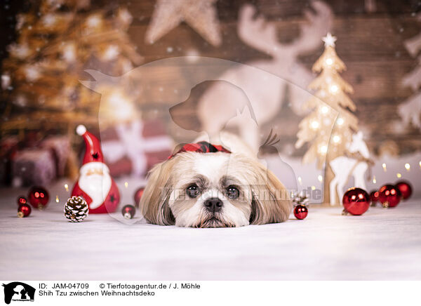 Shih Tzu zwischen Weihnachtsdeko / JAM-04709