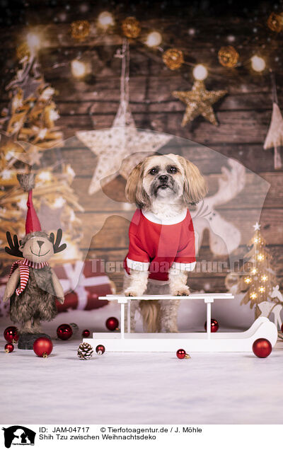 Shih Tzu zwischen Weihnachtsdeko / JAM-04717