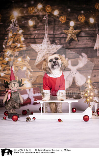 Shih Tzu zwischen Weihnachtsdeko / JAM-04719