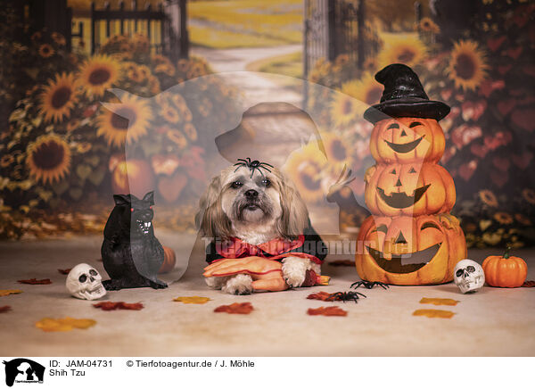 Shih Tzu / Shih Tzu / JAM-04731