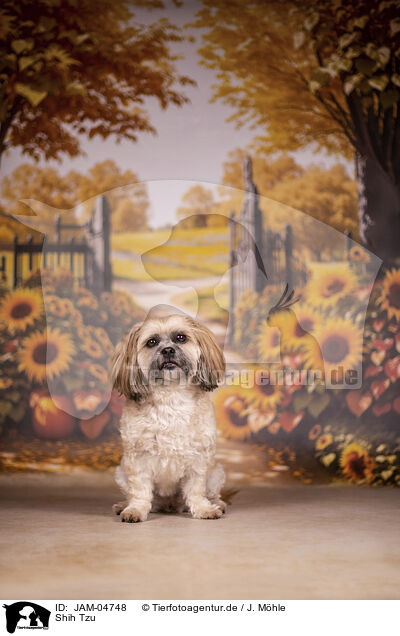 Shih Tzu / Shih Tzu / JAM-04748