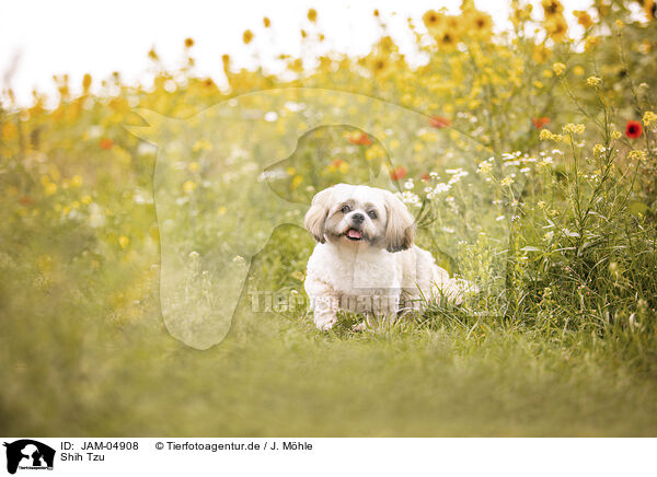 Shih Tzu / Shih Tzu / JAM-04908