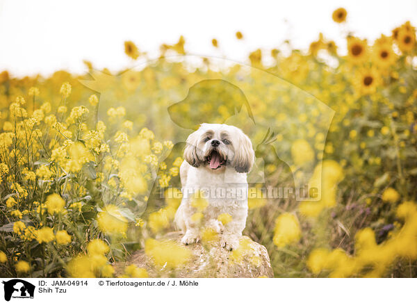 Shih Tzu / Shih Tzu / JAM-04914