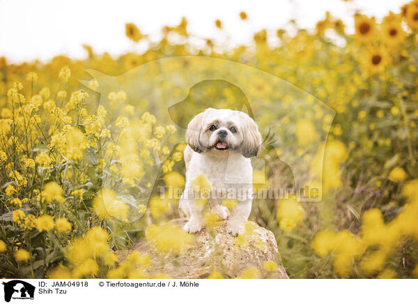 Shih Tzu / Shih Tzu / JAM-04918