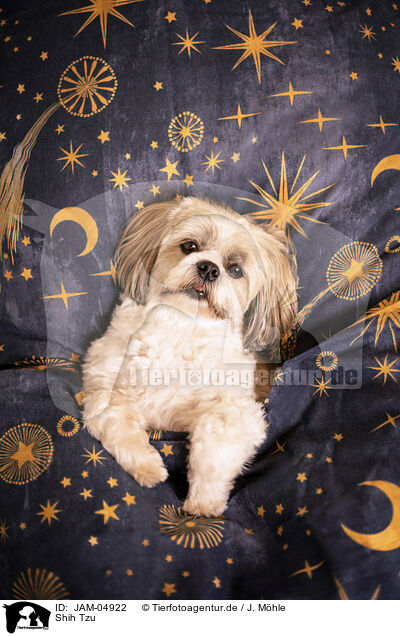 Shih Tzu / Shih Tzu / JAM-04922