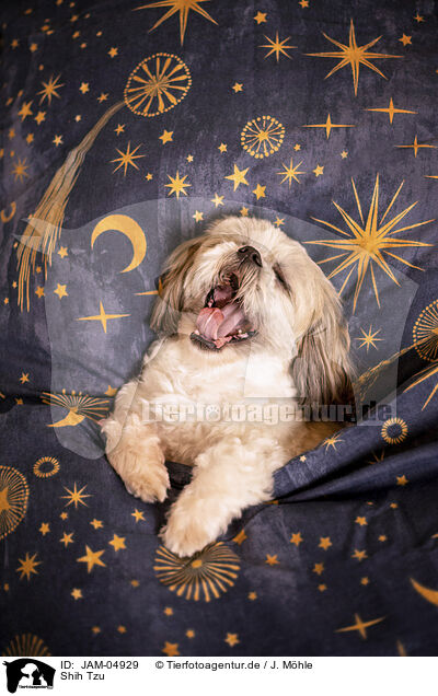 Shih Tzu / JAM-04929