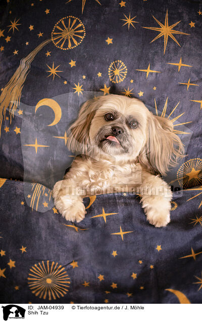 Shih Tzu / JAM-04939