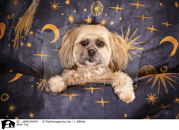 Shih Tzu / JAM-04940