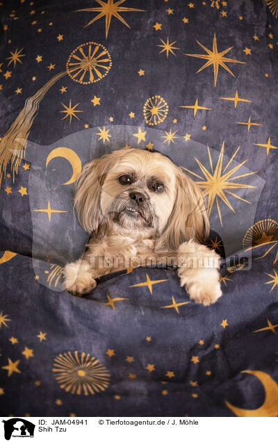 Shih Tzu / JAM-04941