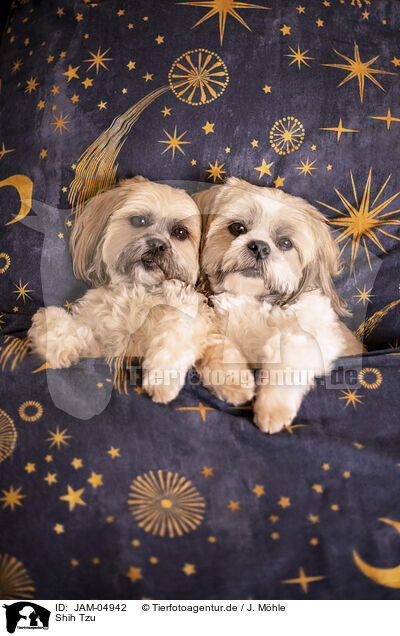 Shih Tzu / JAM-04942